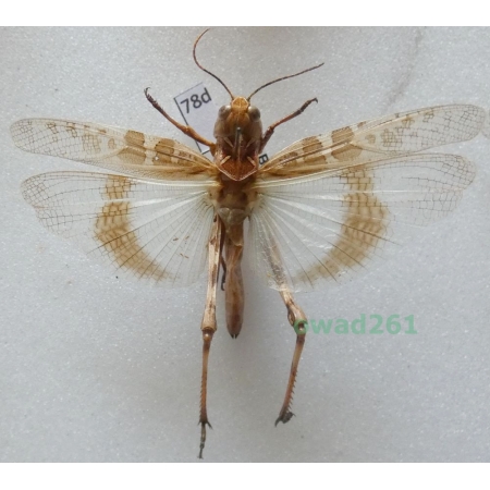Orthoptera2 sp. Albania78d